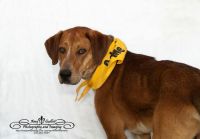 Labrador Retriever Puppies for sale in Sweetwater, TN 37874, USA. price: NA