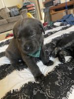 Labrador/German Shepherd