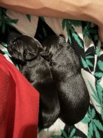 Black lab, Catahoula Belgian shepherd mix