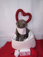 Labrador Retriever Puppies for sale in Mansfield, OH, USA. price: $900