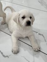 Labrador Retriever Puppies for sale in San Ysidro, San Diego, CA, USA. price: $900