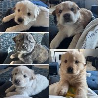 Labrador Retriever Puppies for sale in Fairfield, CA, USA. price: $200