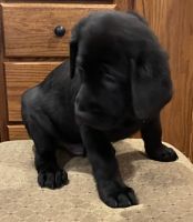 Labrador Retriever Puppies for sale in Carlton, MN 55718, USA. price: $500