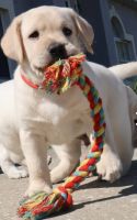 Labrador Retriever Puppies for sale in Deltona, FL, USA. price: $1,800