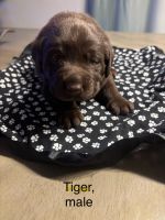 Labrador Retriever Puppies for sale in Dayton, NV, USA. price: $10,000