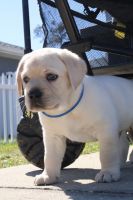 Labrador Retriever Puppies for sale in Deltona, FL, USA. price: $1,500