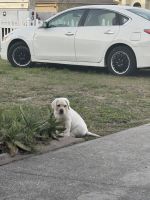 Labrador Retriever Puppies for sale in Deltona, FL, USA. price: $1,400