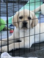 Labrador Retriever Puppies for sale in Deltona, FL, USA. price: $1,400