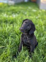 Labrador Retriever Puppies for sale in Myrtle Point, OR 97458, USA. price: $1,000