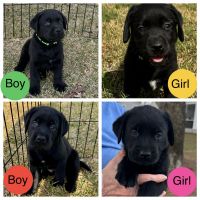 Labrador Retriever Puppies for sale in Charleston, SC, USA. price: $800