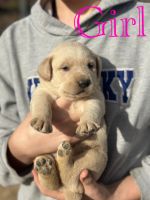 Labrador Retriever Puppies for sale in Johnson County, KY, USA. price: $10,000