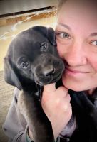Labrador Retriever Puppies for sale in East Troy, WI 53120, USA. price: $900
