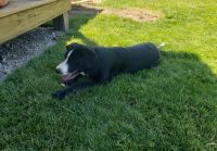 Labrador Retriever Puppies for sale in Waterford Twp, MI, USA. price: $400