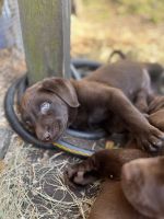 Chocolate Lab Puppies