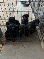 Labrador Retriever Puppies for sale in 19530 E Via De Olivos Dr, Queen Creek, AZ 85142, USA. price: $200