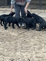 Labrador 4 months old