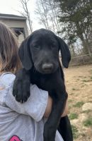 Black Labrador Retriever puppies for sale