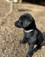 Labrador Retriever Puppies for sale in Culpeper, VA 22701, USA. price: $700