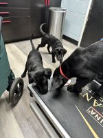 Black Labrador Retriever puppies for sale