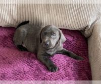 Labrador Retriever Puppies for sale in Folsom, CA 95630, USA. price: $700