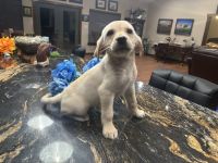 Labrador Retriever Puppies for sale in San Antonio, TX, USA. price: $800