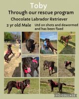 Labrador Retriever Puppies for sale in Cullman, AL, USA. price: $500