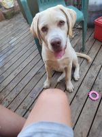 Labrador Retriever Puppies for sale in Mondure QLD 4611, Australia. price: $500