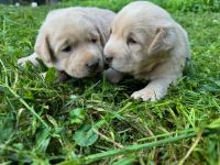 Labrador Retriever Puppies for sale in Abingdon, VA 24210, USA. price: $800