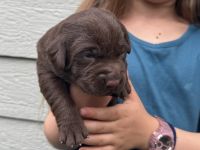 AKC Labrador puppies