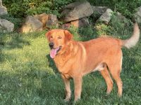 AKC Labrador puppies