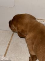 Labrador Retriever Puppies for sale in HI-83, Haleiwa, HI, USA. price: $2,000