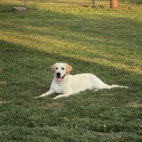 Labrador Retriever Puppies for sale in Kenton, OH 43326, USA. price: $300