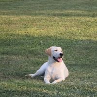 4-Year Old Golden Lab