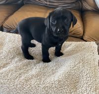 Lab puppies
