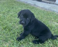 Lab puppies