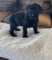 Labrador Retriever Puppies for sale in Douglas, GA, USA. price: $1,000