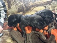 Labrador Retriever Puppies for sale in Conneaut, OH 44030, USA. price: $850