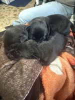 2 week old AKC registered Black Labs