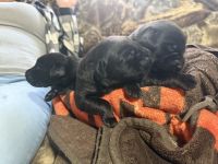 2 week old AKC registered Black Labs