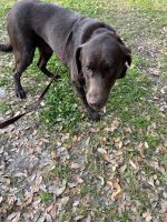 Male AKC Chocolate Lab