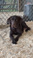 Male AKC Chocolate Lab
