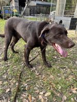 Labrador Retriever Puppies for sale in Jacksonville, FL 32219, USA. price: $500