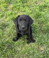Labrador Retriever Puppies for sale in Dayton, OH, USA. price: $700
