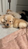 Labrador Retriever Puppies for sale in Ruskin, FL 33570, USA. price: $1,400