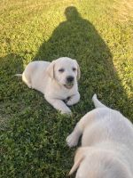 Labrador Retriever Puppies for sale in Mariposa, CA 95338, USA. price: $400