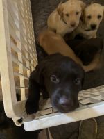 Labrador Retriever Puppies for sale in Mohave Valley, AZ 86440, USA. price: $10,000