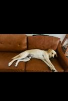 Labrador Retriever Puppies for sale in 340 Morris Pl, Montebello, CA 90640, USA. price: $700