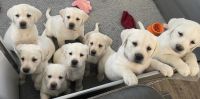 Labrador Retriever Puppies for sale in Vancouver, WA, USA. price: $600