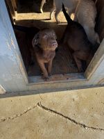 Labrador Retriever Puppies for sale in 901 W Alondra Blvd, Compton, CA 90220, USA. price: $1,000