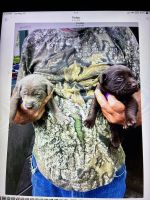 Labrador Retriever Puppies for sale in Washington Court House, OH 43160, USA. price: $900